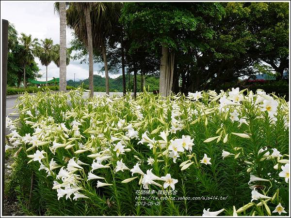 2013-05-百合戀(瑞穗泛舟遊客中心)22