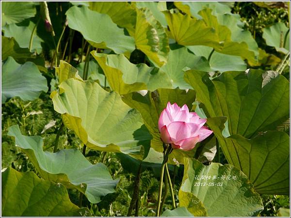 2013-06-荷花池3