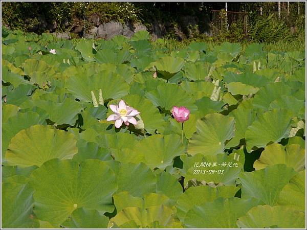 2013-06-荷花池8