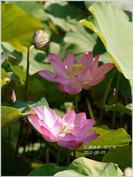 2013-06-荷花池13