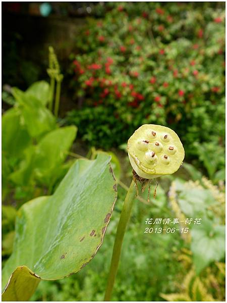 2013-06-荷花13