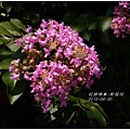 2013-07-紫薇花9.jpg