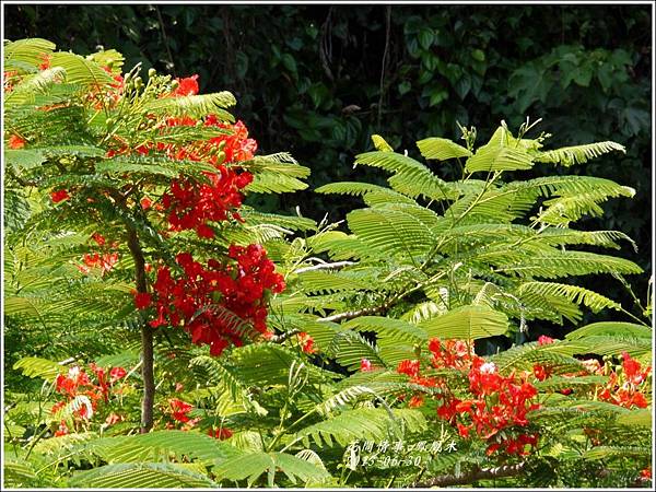 2013-07-鳳凰木10.jpg