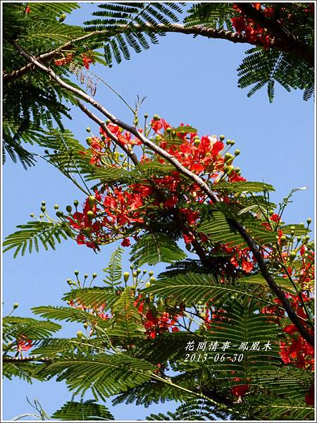 2013-07-鳳凰木8.jpg