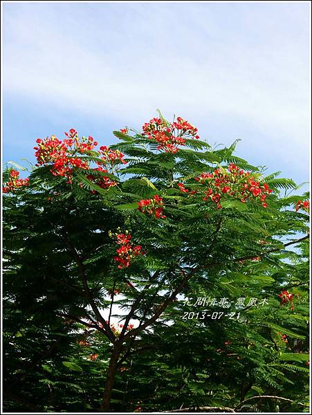 2013-07-鳳凰木15.jpg