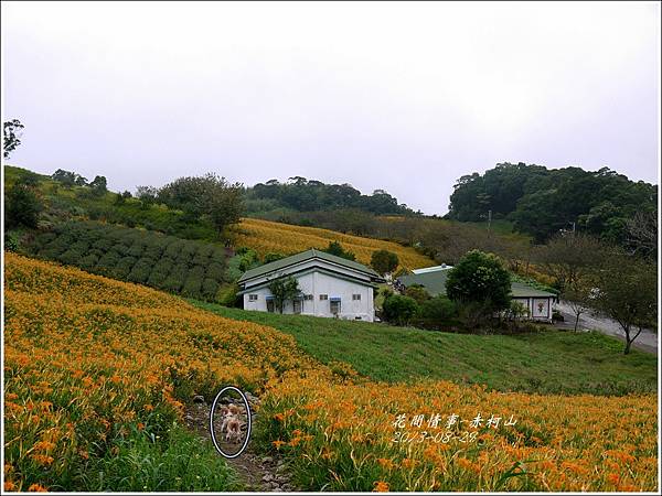 2013-08-赤柯山金針花情35.jpg