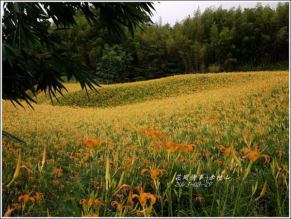 2013-08-赤柯山金針花情51.jpg