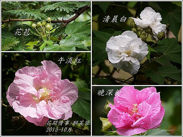 2013-10-醉芙蓉17.jpg