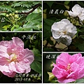 2013-10-醉芙蓉17.jpg