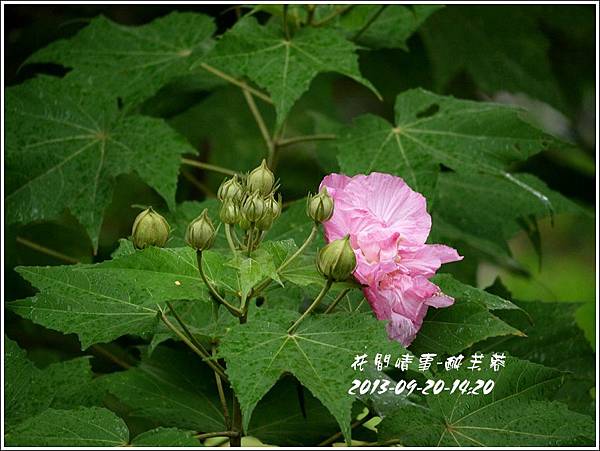 2013-10-醉芙蓉2.jpg 2013-10-醉芙蓉2.jpg