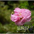 2013-10-醉芙蓉6.jpg