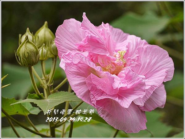 2013-10-醉芙蓉7.jpg