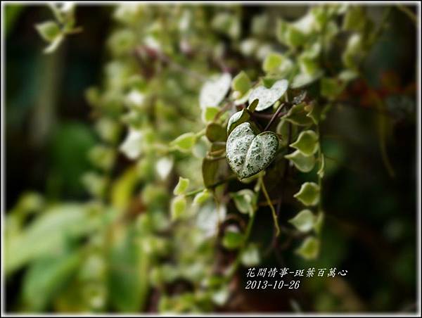 2013-10-斑葉百萬心18.jpg