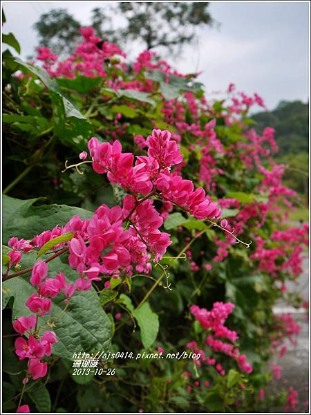 2013-10-珊瑚藤6.jpg