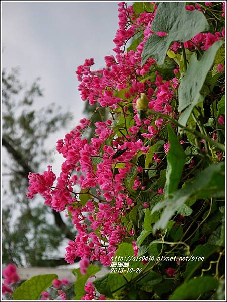 2013-10-珊瑚藤5.jpg