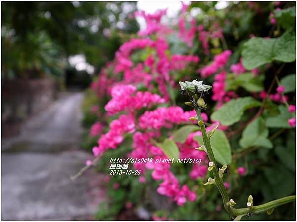 2013-10-珊瑚藤8.jpg