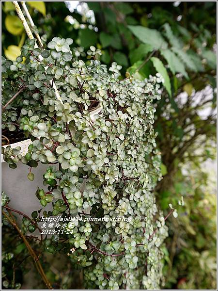 2013-11-灰綠冷水花8.jpg