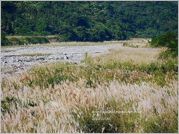2013-11-芒花30.jpg