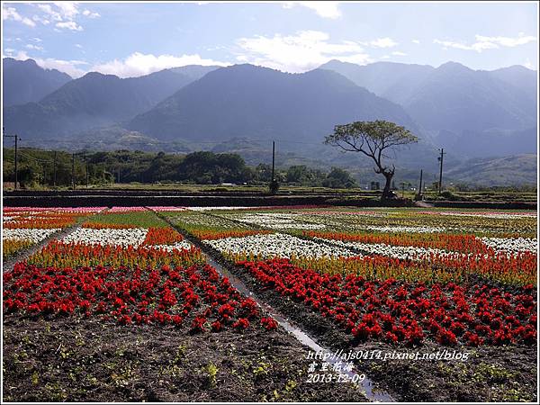 2013-12-富里花海2.jpg