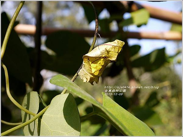2013-12-台東森林公園8.jpg
