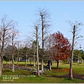 2014-01-小公園落羽松之美3.jpg