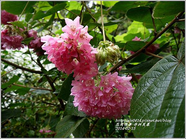 2014-02-非洲芙蓉花6.jpg