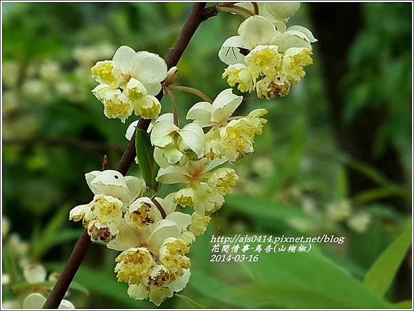 14 03 山胡椒花 馬告花 大女孩的花間情事 痞客邦 14 03 山胡椒花 馬告花 大女孩的花間情事 痞客邦