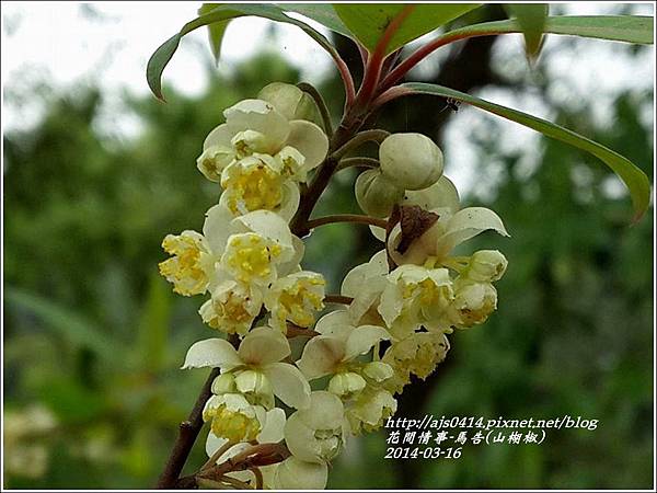 14 03 山胡椒花 馬告花 大女孩的花間情事 痞客邦 14 03 山胡椒花 馬告花 大女孩的花間情事 痞客邦
