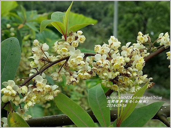 14 03 山胡椒花 馬告花 大女孩的花間情事 痞客邦 14 03 山胡椒花 馬告花 大女孩的花間情事 痞客邦