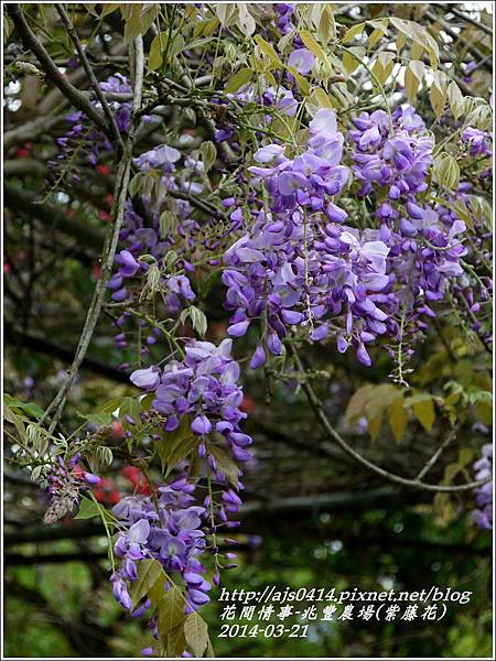 2014-03-兆豐遇紫藤花15.jpg