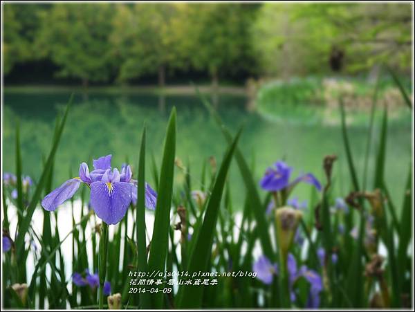 2014-04-雲山水鳶尾季8.jpg