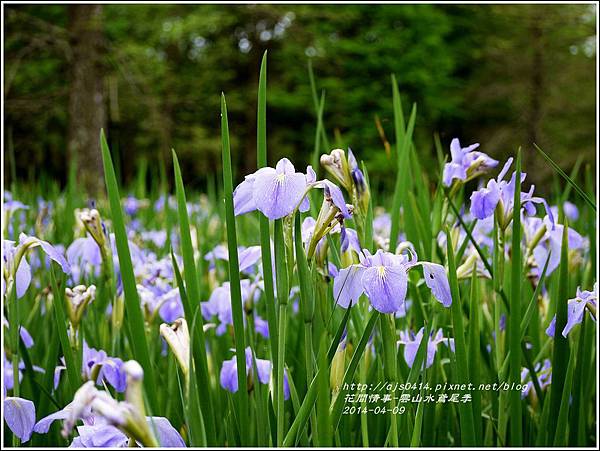 2014-04-雲山水鳶尾季24.jpg