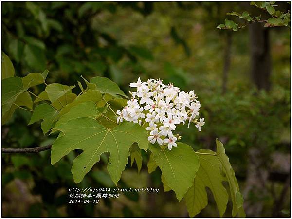 2014-04-鳳林桐花6.jpg