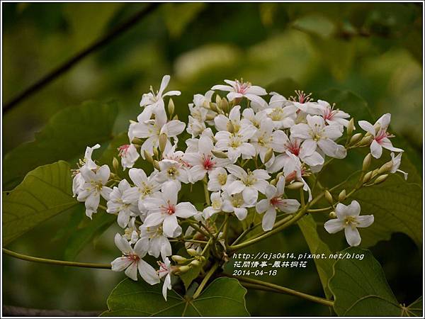 2014-04-鳳林桐花7.jpg