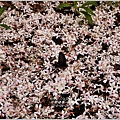 2014-04-4月雪(嬉桐趣)18.jpg