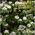 2014-04-4月雪(嬉桐趣)24.jpg