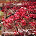 2014-04-阿里山紅楓1.jpg