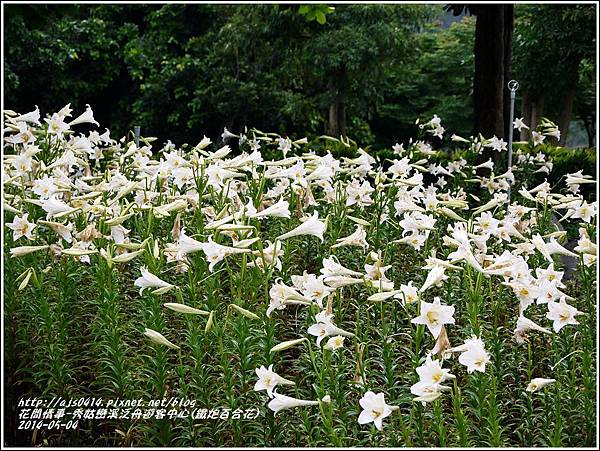 2014-05-秀姑戀溪泛舟遊客中心(鐵炮百合花)2.jpg