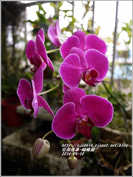 2014-05-蝴蝶蘭14.jpg