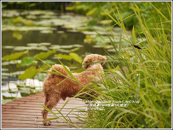 2014-05-小Q放風日(大坡池)6.jpg