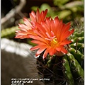 2014-04-仙人掌花2.jpg