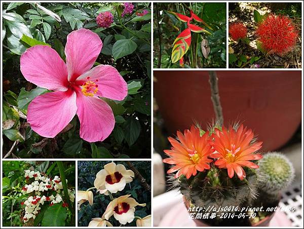2014-05-組合花圖.jpg