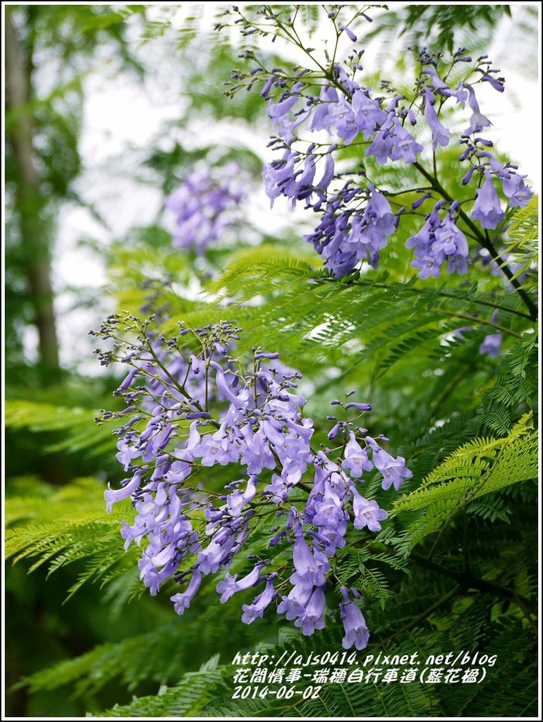 2014-06-藍花楹(瑞穗自行車道)14.jpg