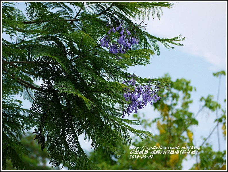 2014-06-藍花楹(瑞穗自行車道)12.jpg