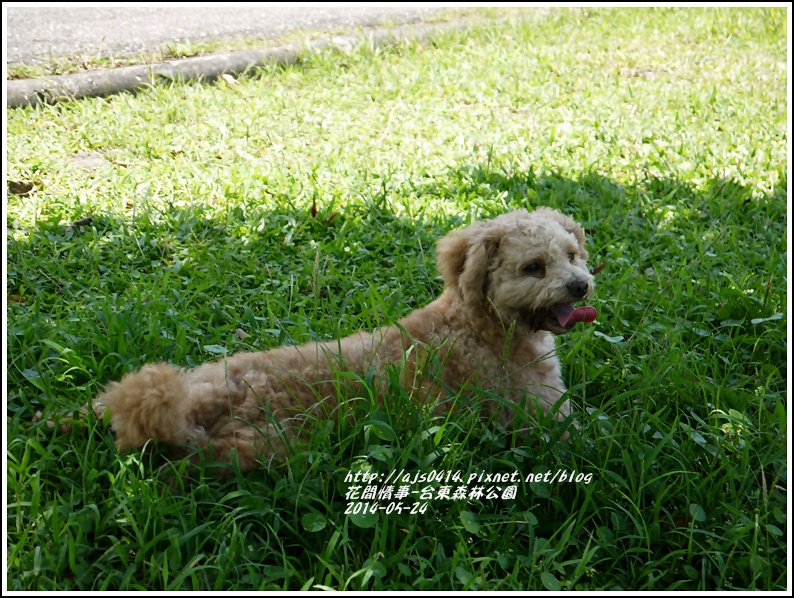 2014-06-台東森林公園19.jpg