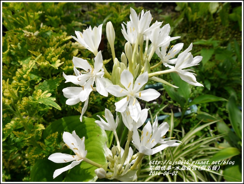 2014-06-水晶百合(假玉簪)1.jpg