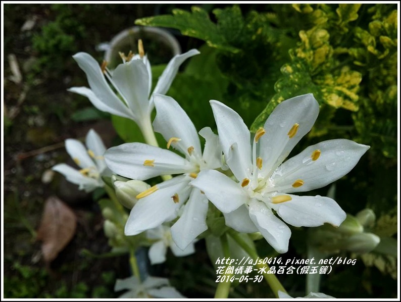 2014-06-水晶百合(假玉簪)8.jpg