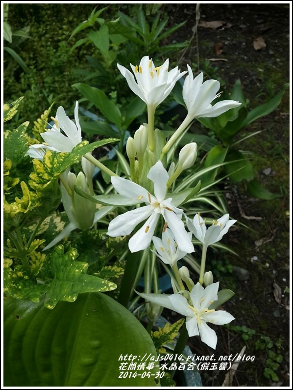 2014-06-水晶百合(假玉簪)9.jpg