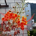 2014-07-黃蝴蝶5.jpg