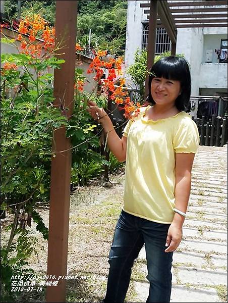 2014-07-黃蝴蝶8.jpg